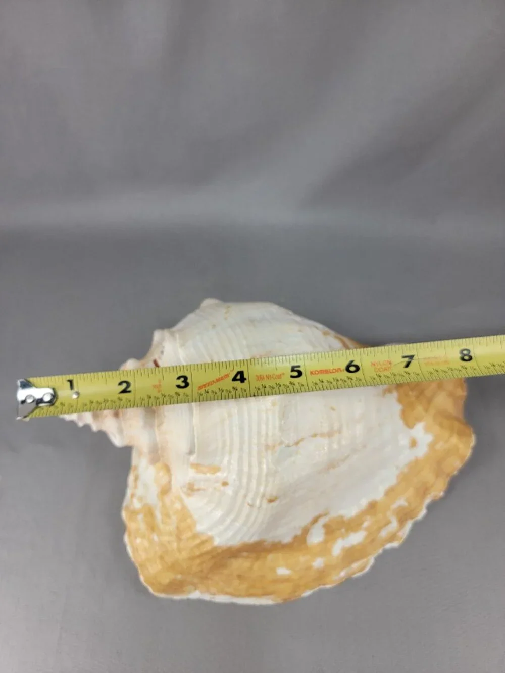 Vtg Natural Conch Shell Seashell Beach Nautical Home Decor Distressed Weathered